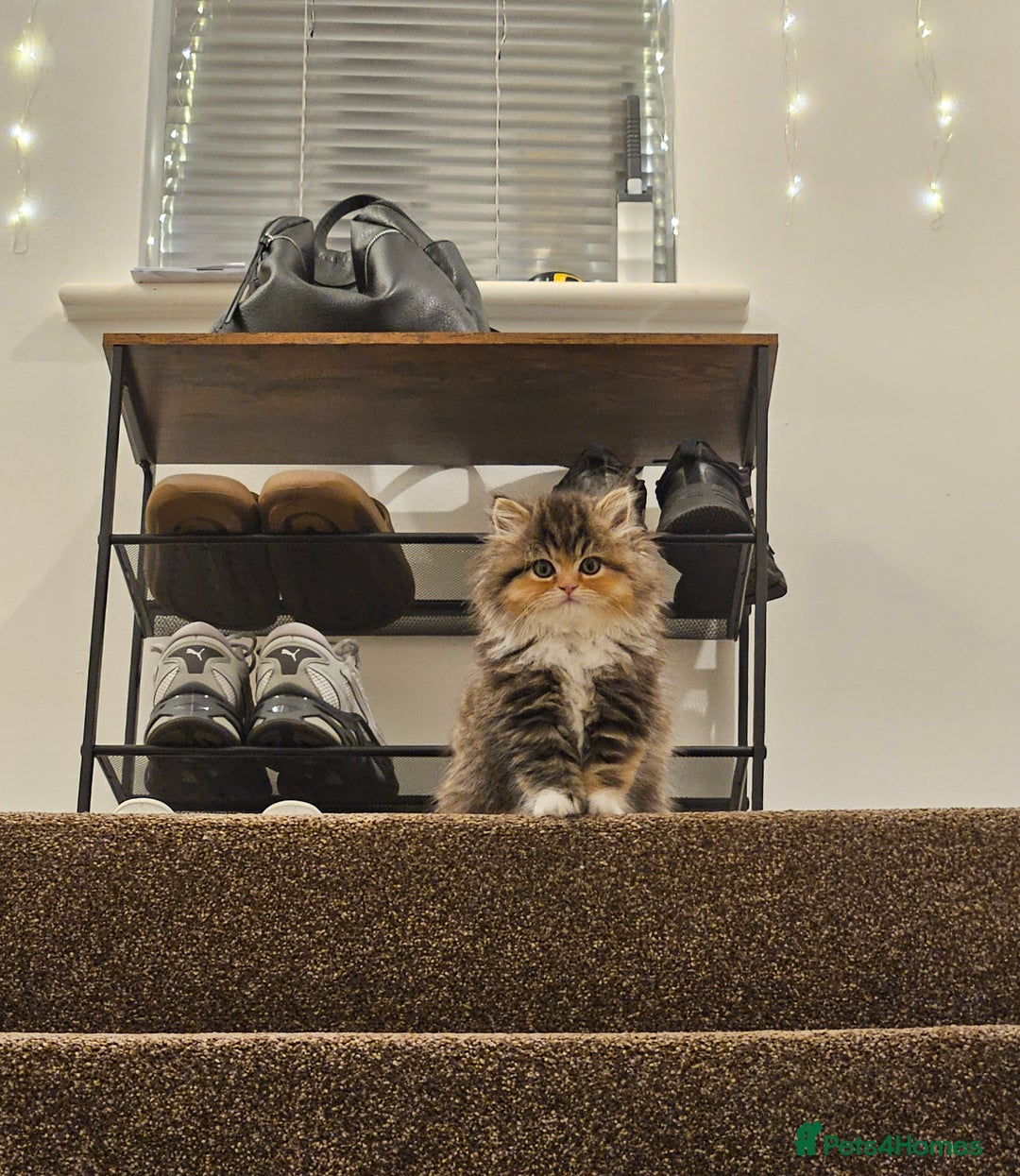 Persian cats for sale: Rare and Stunning Persian Girl  - Advert 7