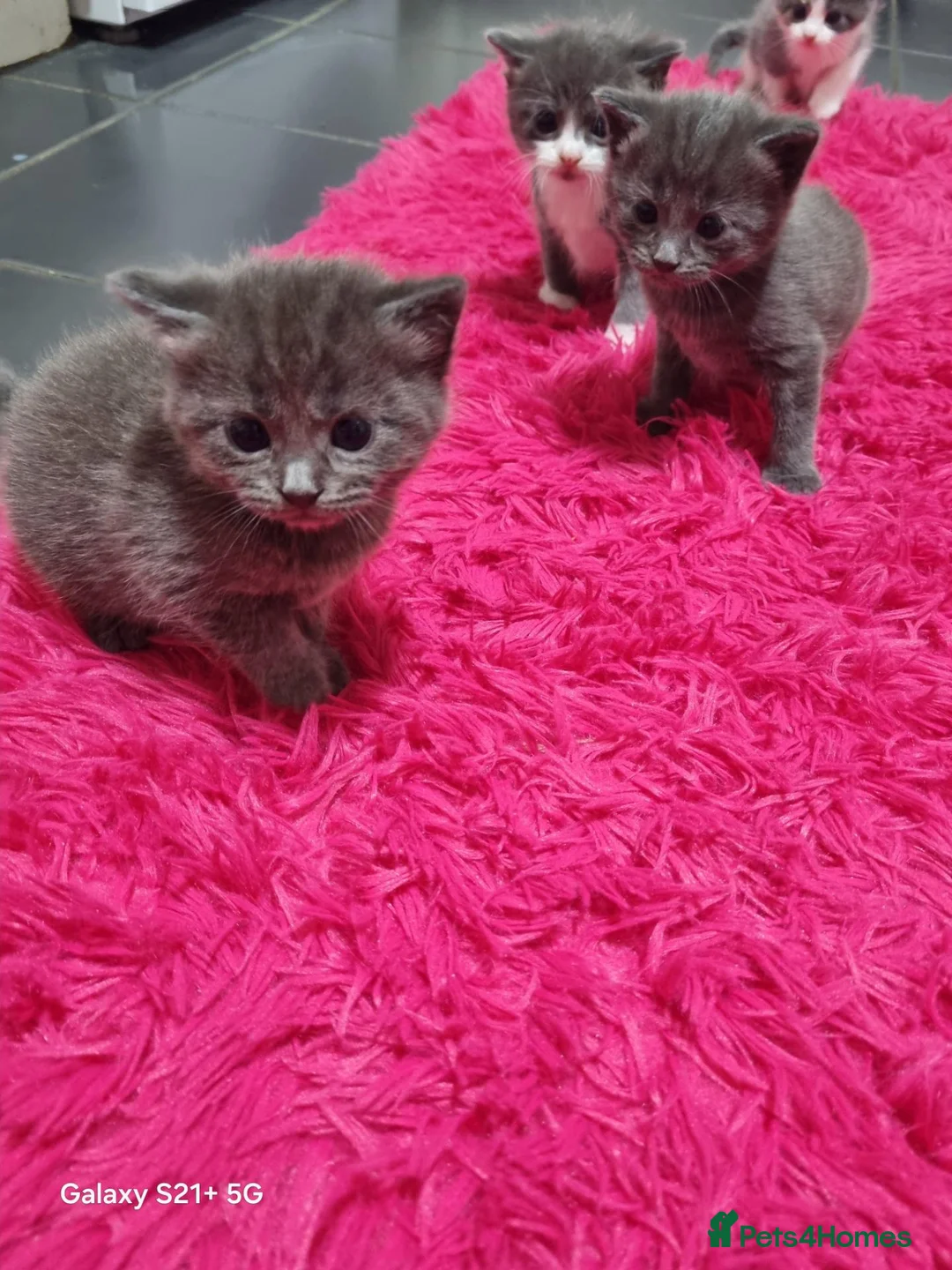 Russian Blue cats for sale: Kittens for sale - Advert 2