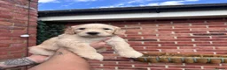 Mixed Breed dogs for sale: Last 2! Gorgeous Ultimate Doodles - Advert 24