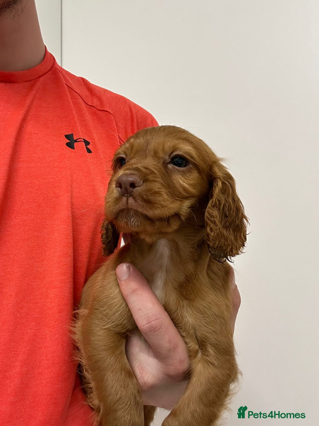 Cocker Spaniel dogs for sale: Gorgeous KC cocker spaniel puppies  - Advert 26