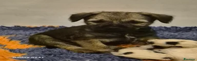 Border Terrier 4