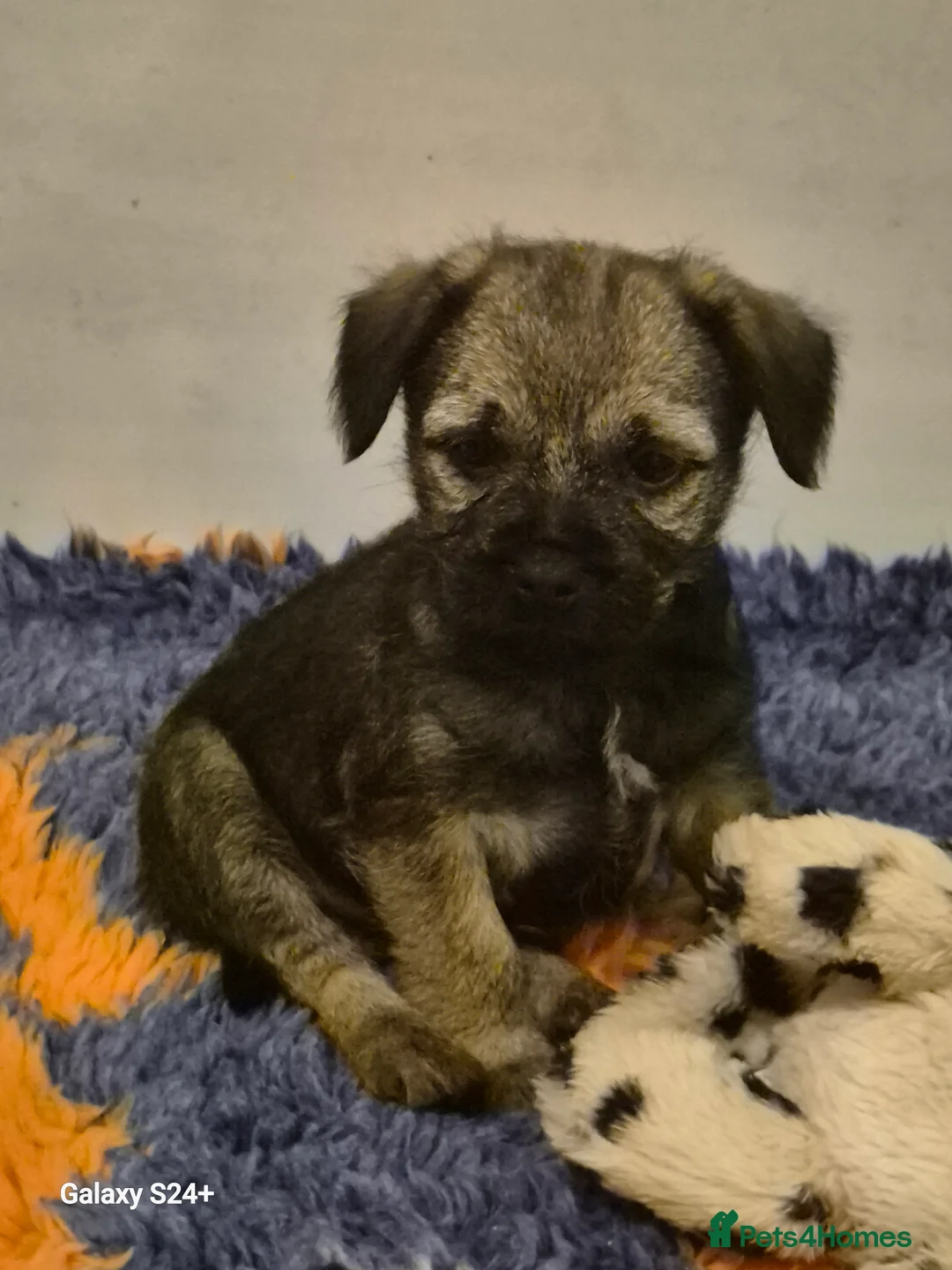 Border Terrier dogs for sale: Stunning border terrier puppys  - Advert 2