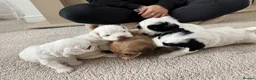 Mixed Breed dogs for sale: 4 female cockapoo x Shih Tzu puppies  - Advert 30