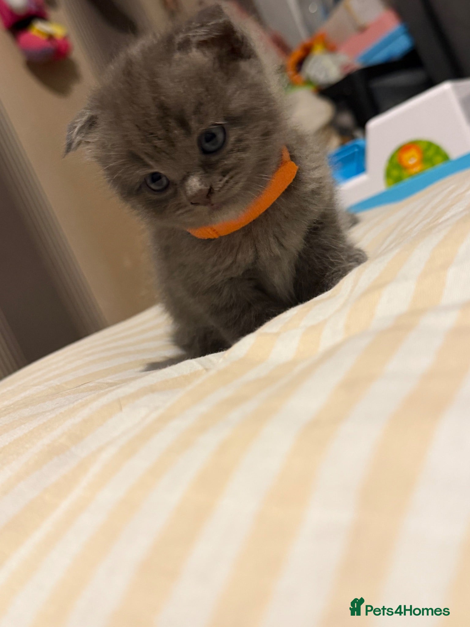 Mixed Breed cats ‼️READY‼️BritishShorthair&ScottishFold Kittens - Advert 2