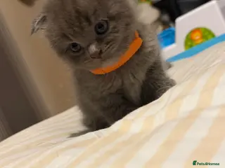 Mixed Breed cats ‼️READY‼️BritishShorthair&ScottishFold Kittens - Advert 2