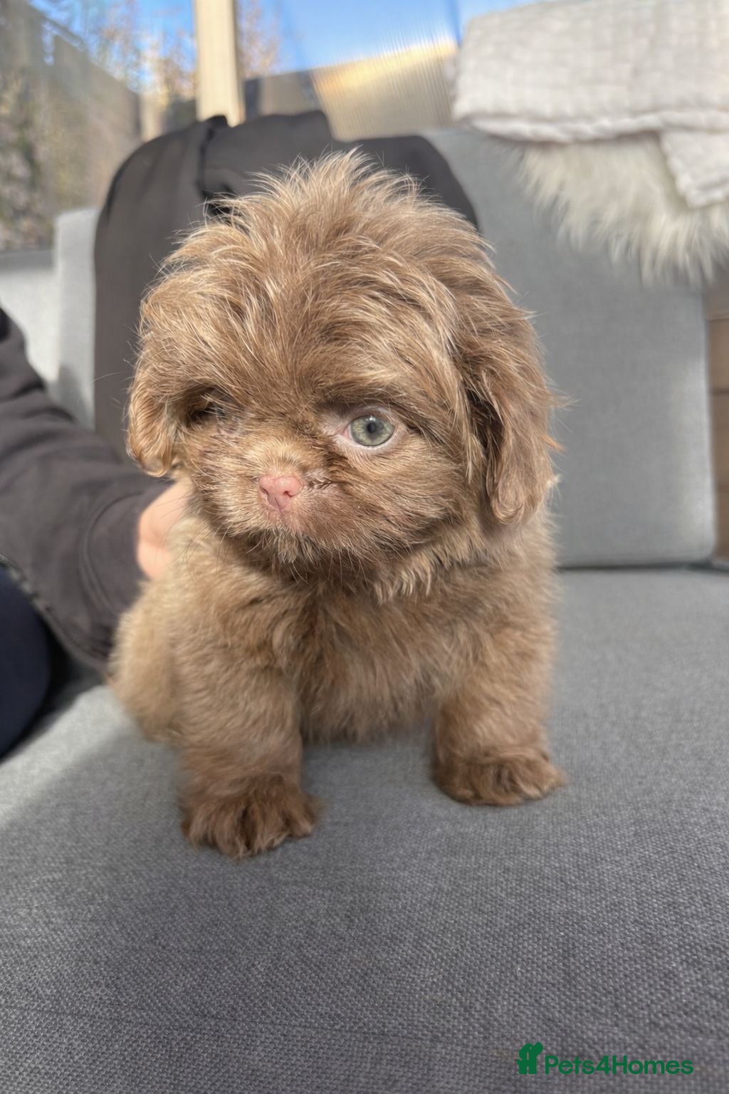 Shih Tzu dogs Ready HEALTH TESTED KC Female 💜 - Advert 11