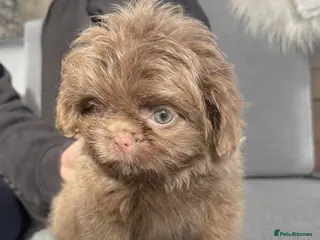 Shih Tzu dogs Ready HEALTH TESTED KC Female 💜 - Advert 11