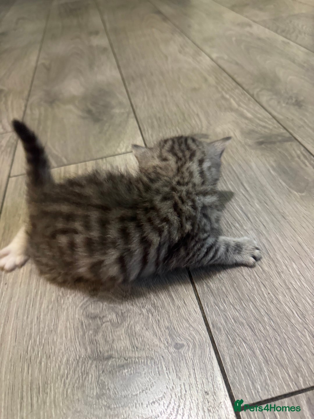 British Shorthair cats for sale: Two kittens for sale  - Advert 4