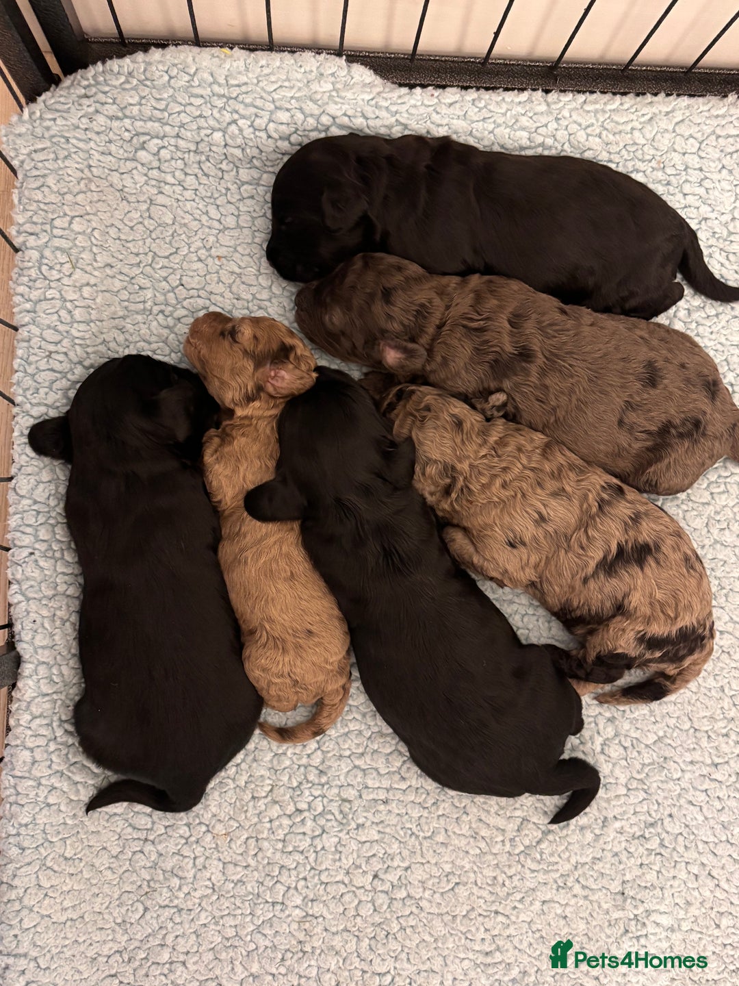 Cockapoo dogs for sale: F2 Cockapoo Puppies - Advert 2