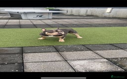 American Bully dogs for sale: Pocket bully  - Image 6