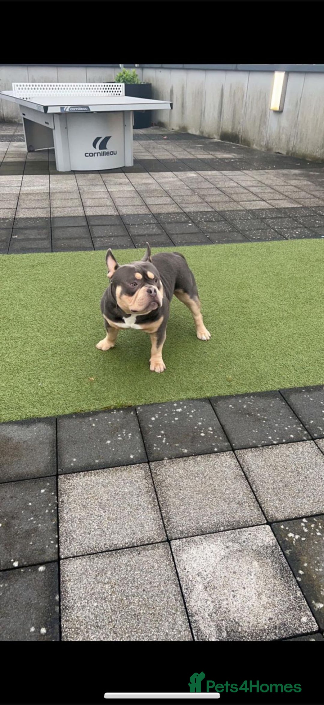 American Bully dogs for sale: Pocket bully  - Image 6