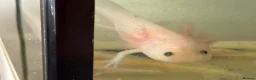 Axolotl reptiles for sale: Axolotl - Advert 18