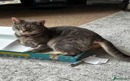 Bengal cats for sale: With a heavy heart, I am rehoming Luna - Image 4