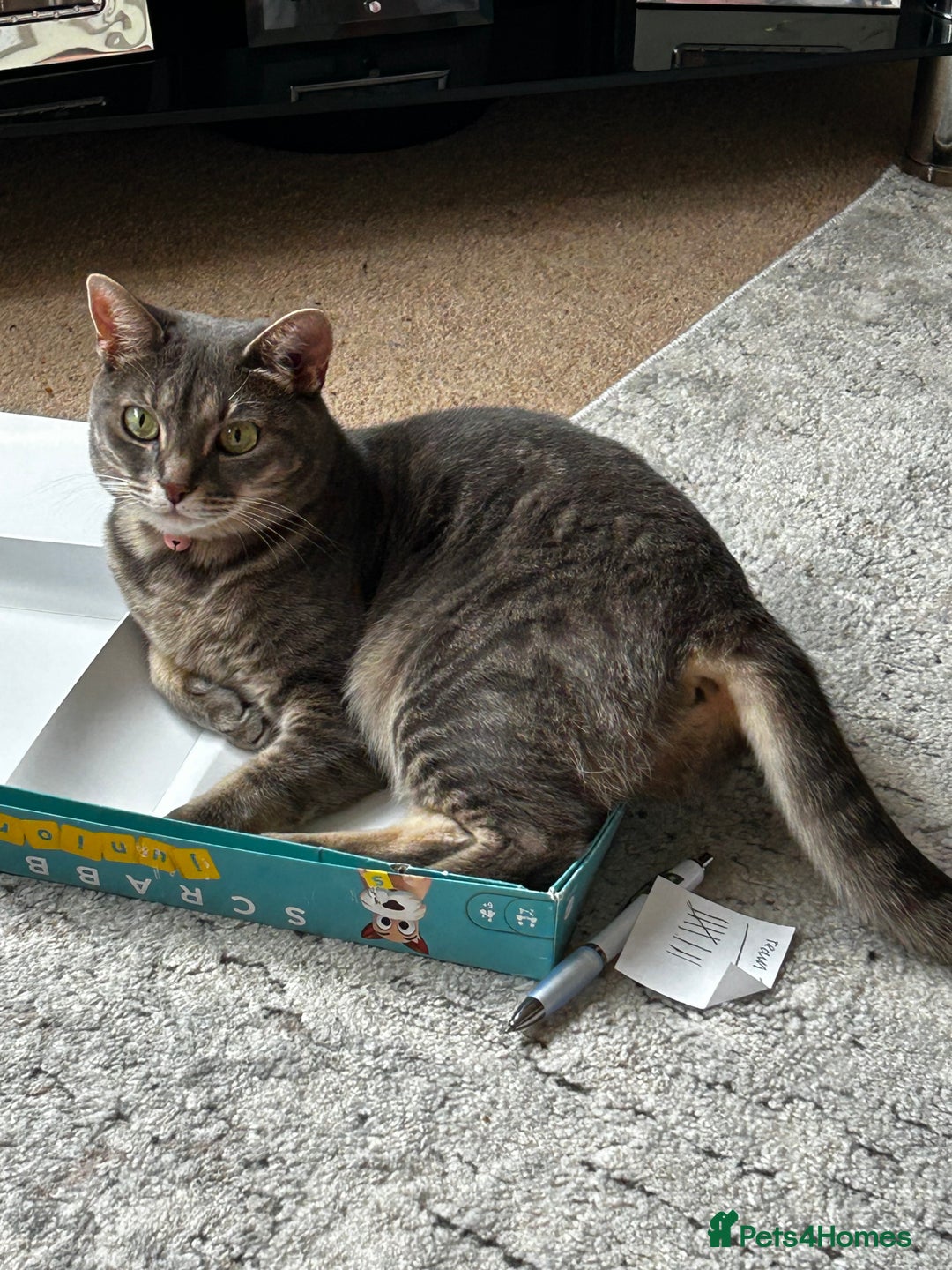Bengal cats for sale: With a heavy heart, I am rehoming Luna - Image 4