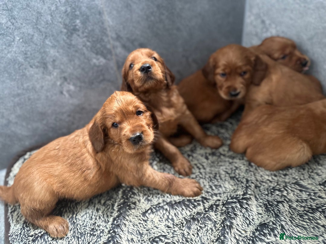 Irish Setter dogs for sale: Rare Golden Irish litter - Image 35