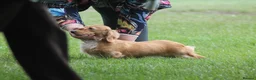 Dachshund dogs for sale: Beautiful puppies dachshund miniature longhaired  - Advert 3