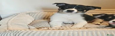 Border Collie 3