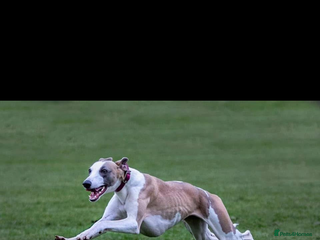 Whippet dogs Male whippet puppy - Advert 1