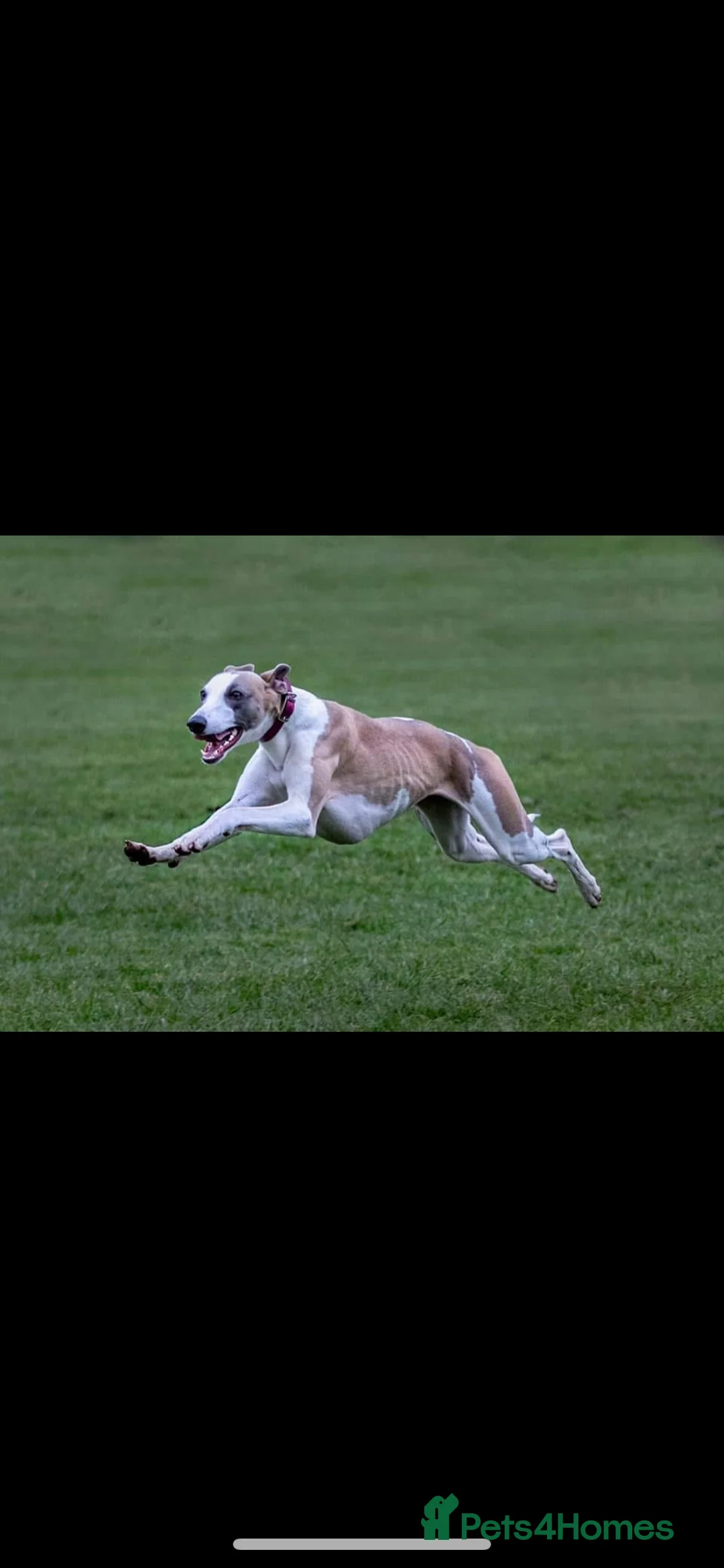 Whippet dogs for sale: SOLD -Male whippet puppy - Advert 2
