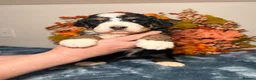 Bernedoodle dogs for sale: F1 tri-color bernedoodle pups - Advert 5
