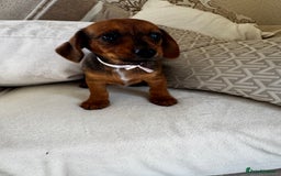 Miniature Dachshund dogs for sale: Miniature dachshunds - Image 5