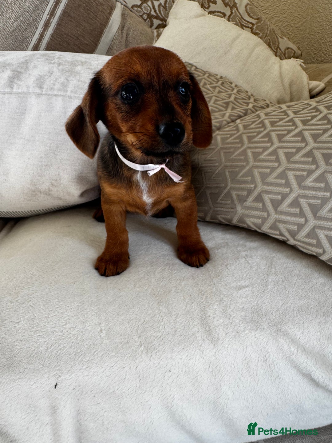 Miniature Dachshund dogs for sale: Miniature dachshunds - Image 5