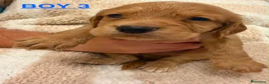 Cocker Spaniel 3