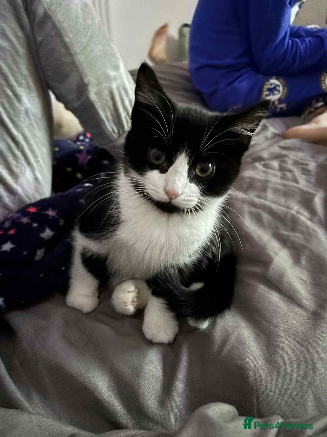 British Shorthair cats for sale: 7 month old tuxedo kitten for rehoming  - Image 4