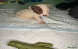 American Bulldog dogs for sale: American Bulldog - Image 6