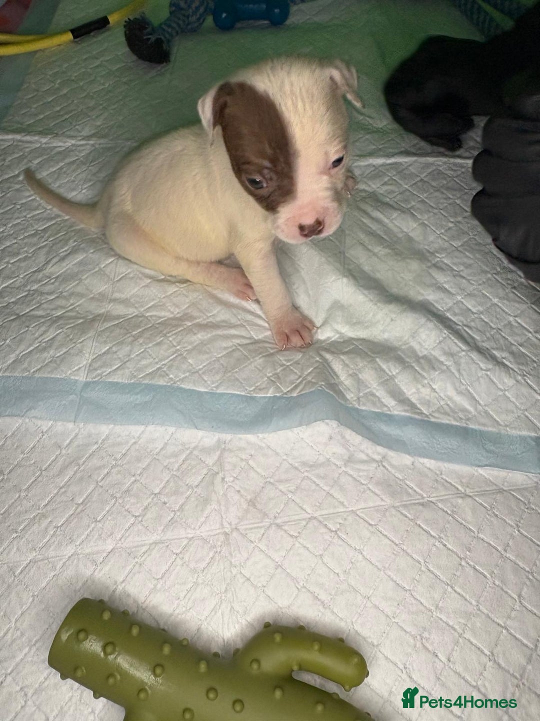 American Bulldog dogs for sale: American Bulldog - Image 6