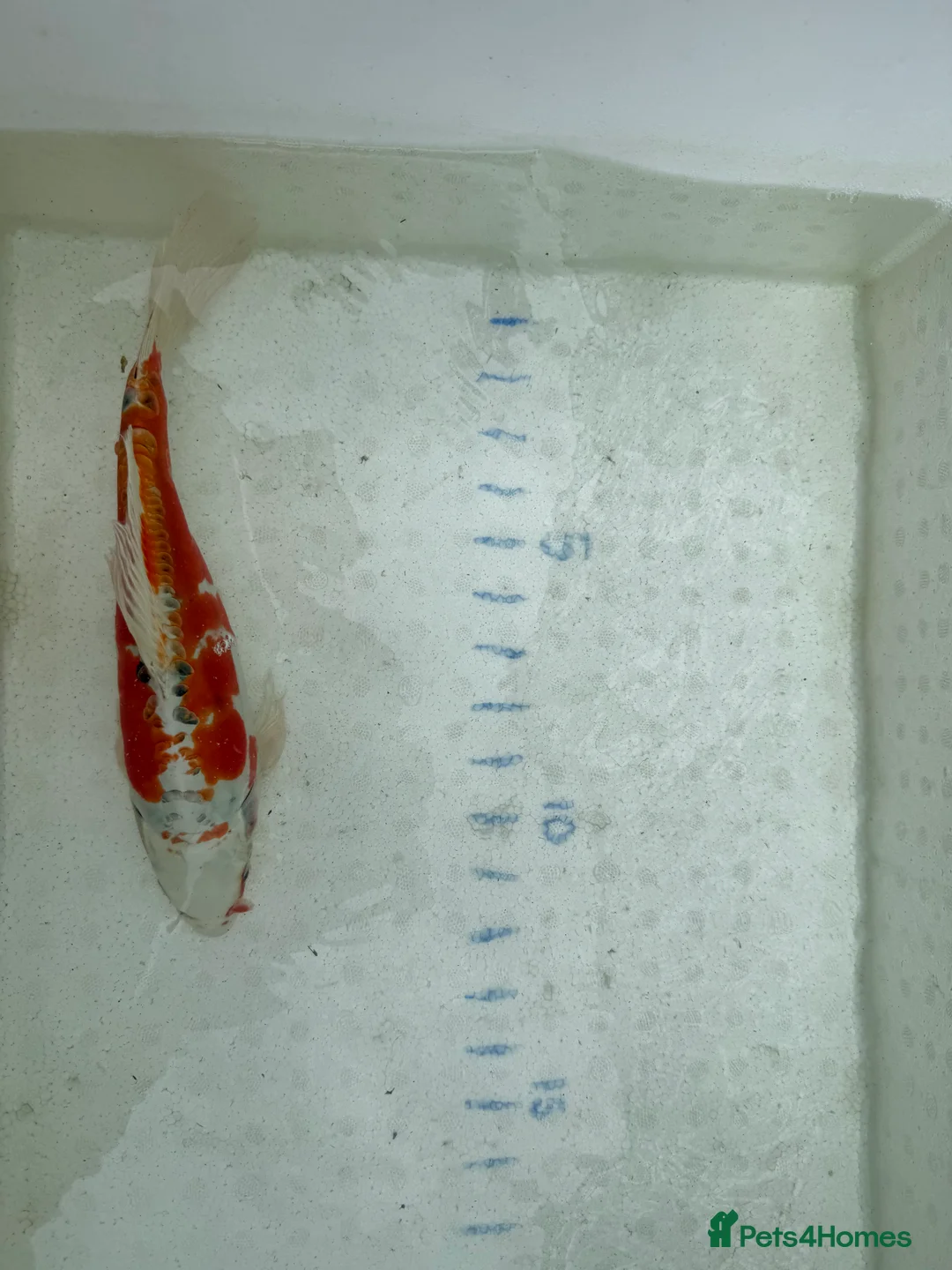 Koi Carp fish for sale: Japanese koi plus more - Advert 7