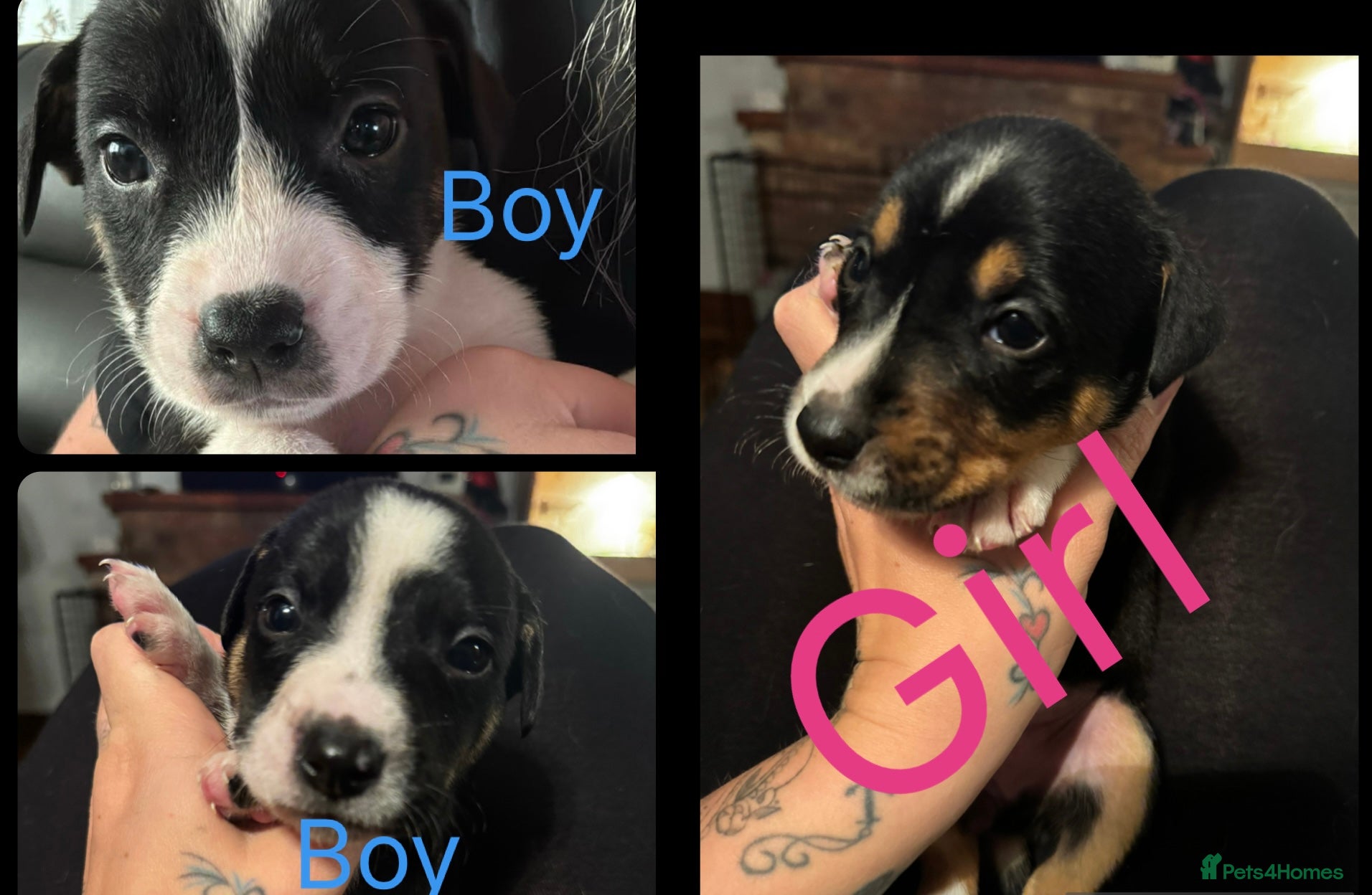 Mixed Breed dogs Pups for sale  - Advert 18