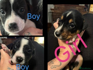 Mixed Breed dogs Pups for sale - Advert 6