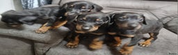 Dobermann dogs for sale: Doberman puppies - Advert 3