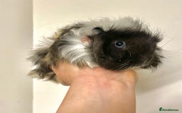 Guinea Pig rodents for sale: Long haired Guinea Pigs For Sale - Image 22