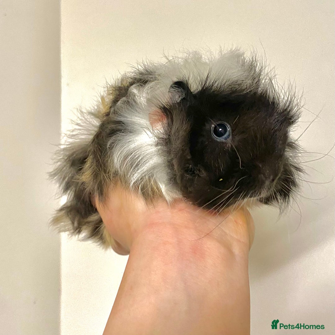 Guinea Pig rodents for sale: Long haired Guinea Pigs For Sale - Image 22