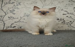 Ragdoll cats for sale: Regional Winner READY TO Go LAST BOY AND GIRL - Image 10