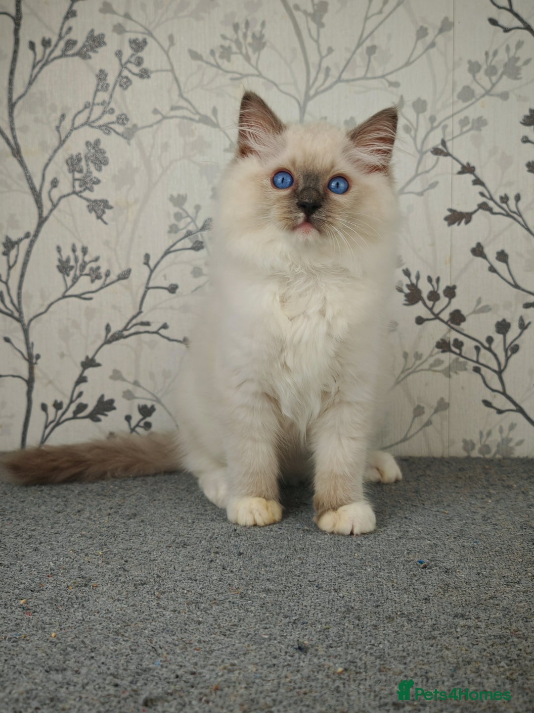Ragdoll cats for sale: Regional Winner READY TO Go LAST BOY AND GIRL - Image 10