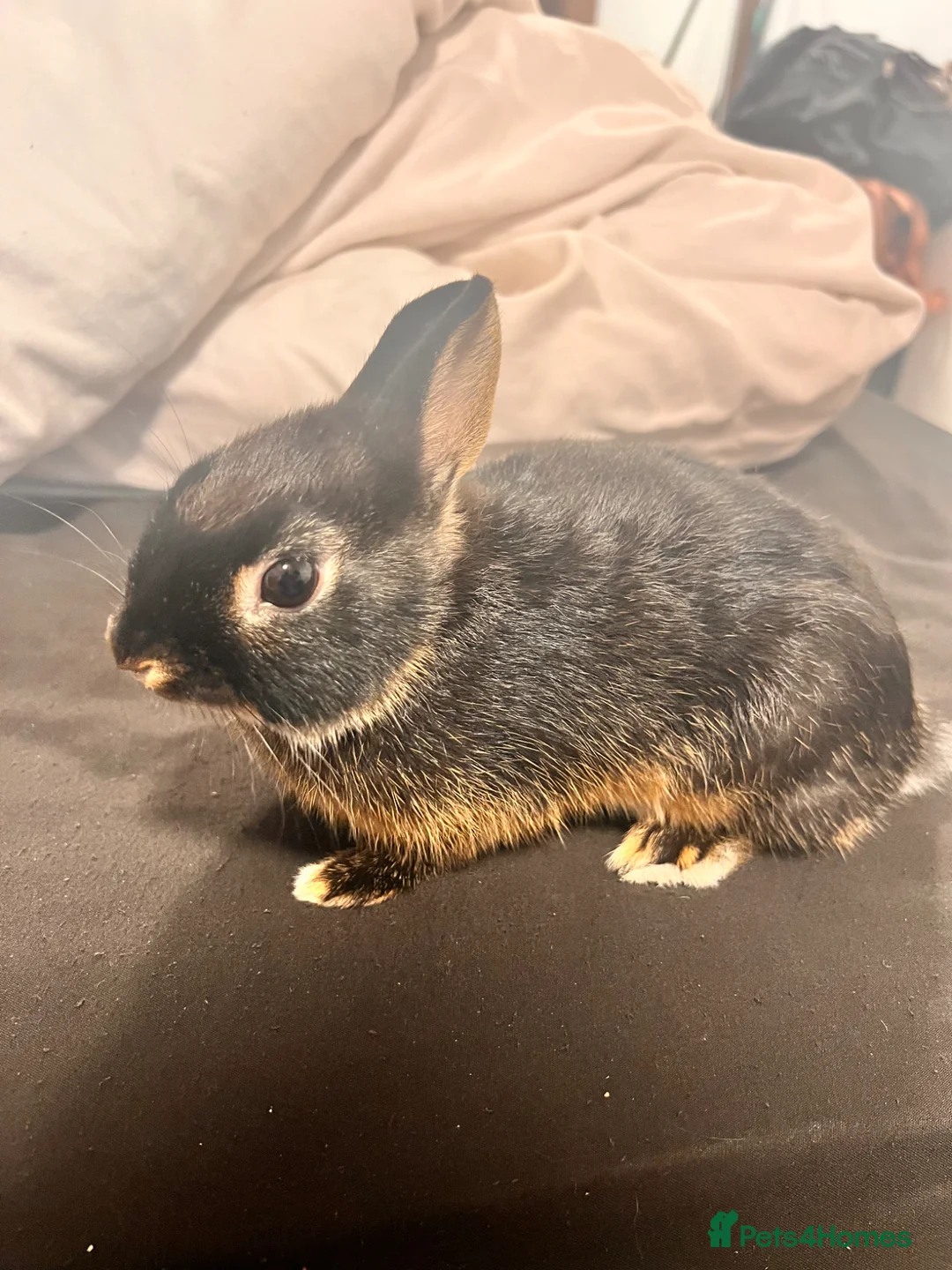 Netherland Dwarf rabbits for sale: NETHERLAND DWARF - Advert 2