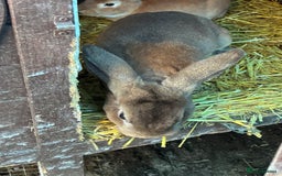 Rex rabbits for sale: Velvet Rex and standard Rex handled often - Advert 2