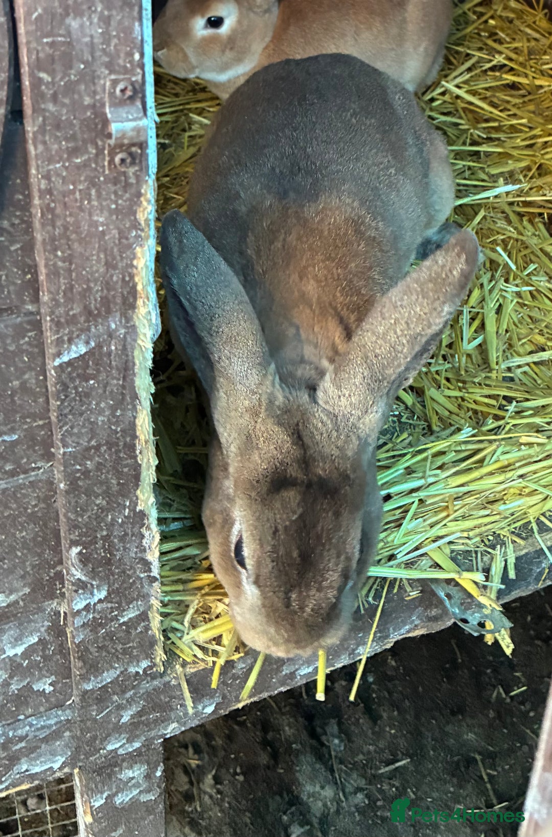 Rex rabbits for sale: Velvet Rex and standard Rex handled often - Advert 2