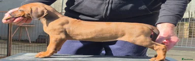 Rhodesian Ridgeback Puppy 9