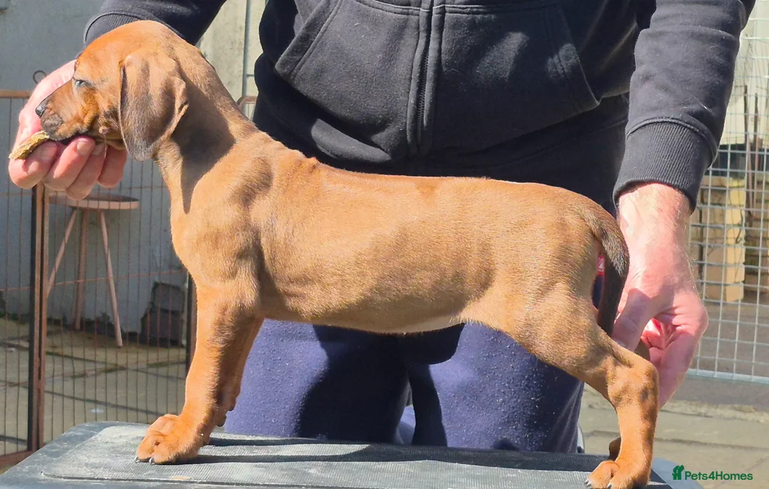 Rhodesian Ridgeback dogs for sale: Rhodesian Ridgeback Puppies - Advert 2