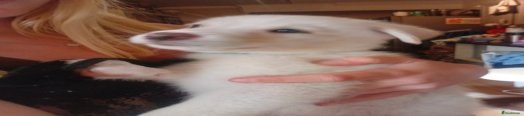 Mixed Breed Puppy 1