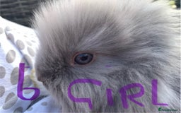 Lionhead rabbits for sale: 7 Beautiful double mane Lionhead Bunnies  - Image 22