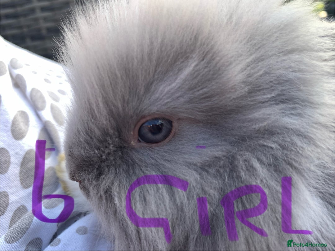 Lionhead rabbits for sale: 7 Beautiful double mane Lionhead Bunnies  - Image 22
