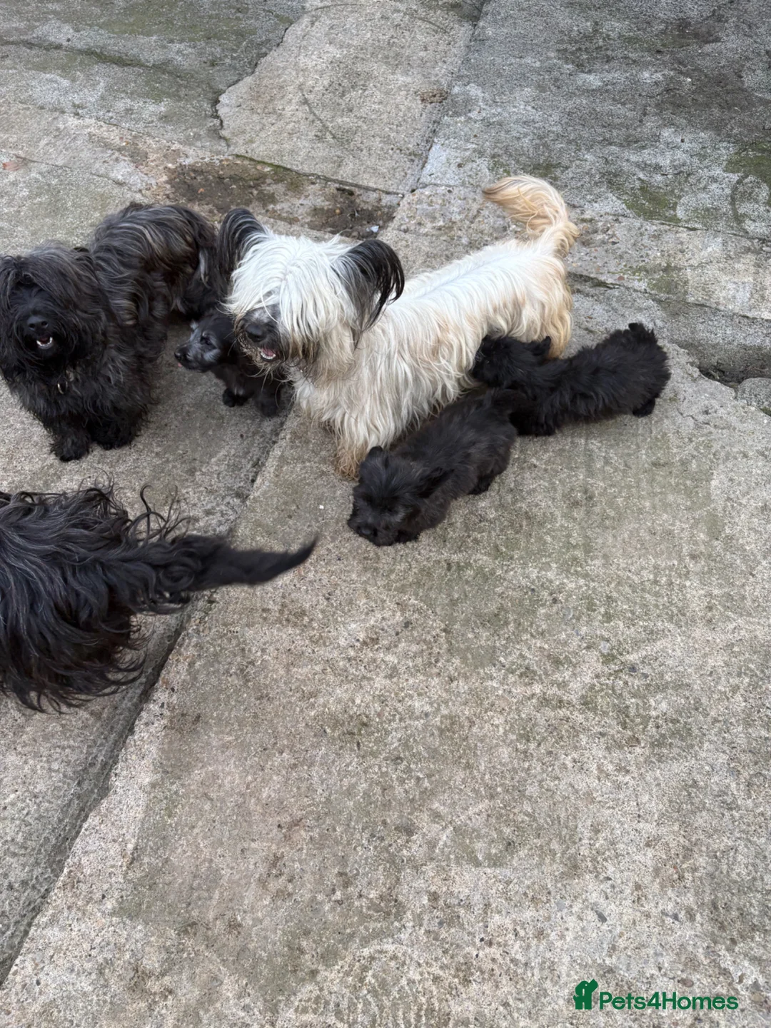 Skye Terrier dogs for sale: Scottish Skye terrier  - Advert 7