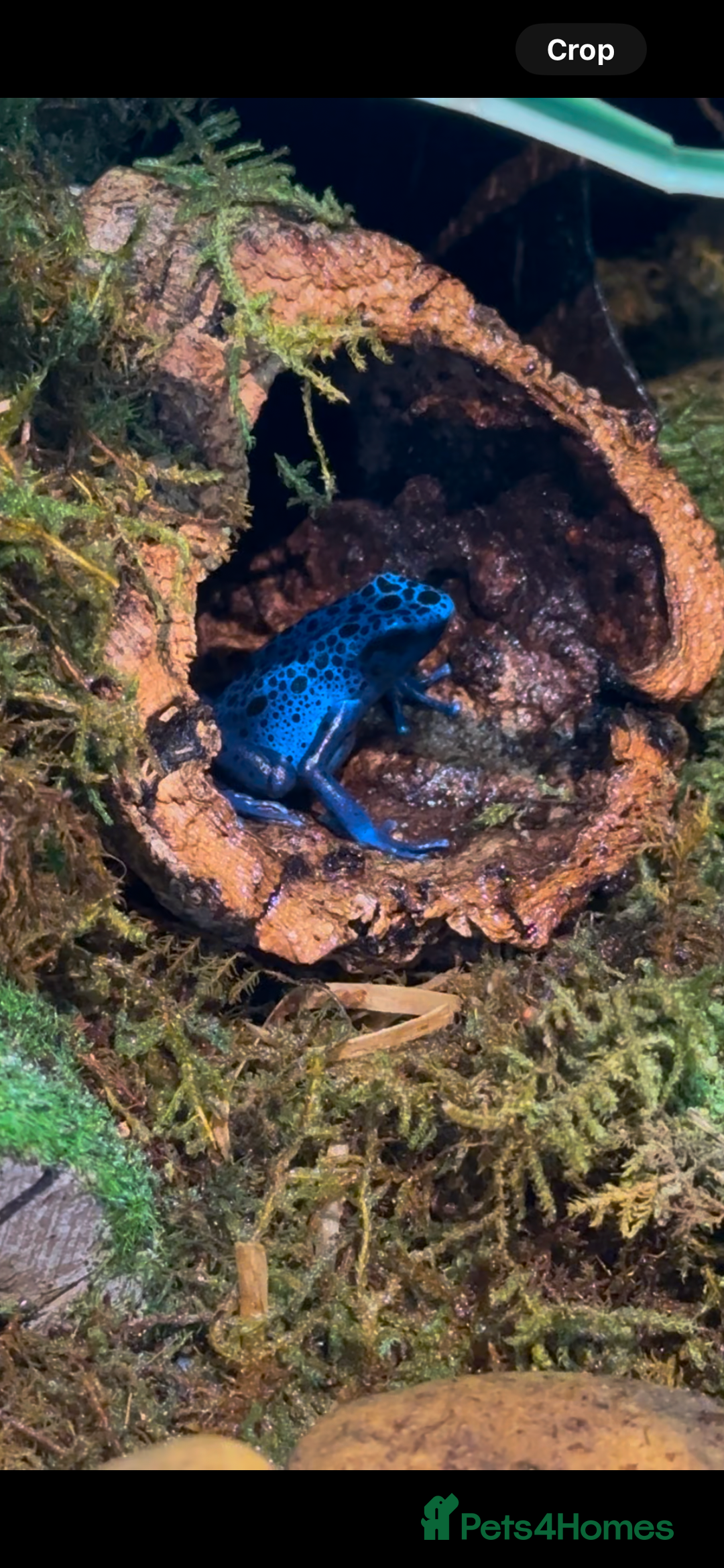 Frog reptiles for sale: 🩵🩵BLUE FROGS FOR SALE 🩵🩵 - Image 2