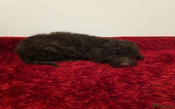 Miniature Poodle dogs for sale: Beuitful miniature toy poodles - Advert 3