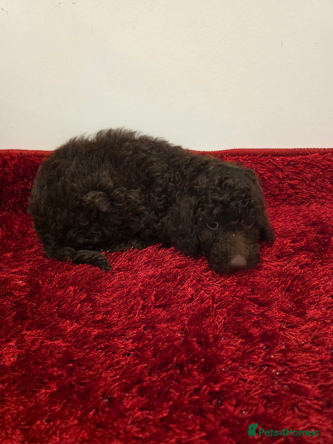 Miniature Poodle dogs for sale: Beuitful miniature toy poodles - Advert 3